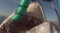 As Shark Week plays out, divers in South Africa’s Mossel Bay enjoyed an incredible real-life shark moment, involving a massive great white tearing at a hunk of tuna and a surprise breach that was caught on camera. The accompanying footage […]