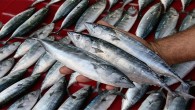 Alaplı’da 1 Eylül ‘de başlayacak av sezonu öncesi sandallarla Karadeniz’e açılan amatör balıkçıların oltalarına çingene palamutları takıldı. Çapariyle avlanma yasağının 15 Ağustos ‘ta sona ermesi üzerine Alaplılı balıkçılar Karadeniz’e açıldı. Balıkçıların oltalarına bolca takılan sezonun ilk çingene palamutları tezgahlarda satışa sunuldu. Balıkçı  Aydın Erdoğan, […]