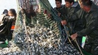 Karadeniz’de 1 Eylül’den itibaren “Vira Bismillah” diyerek ağlarını denize bırakan balıkçılar, geride kalan 13 günlük sürede hamsinin diğer türlere göre daha fazla avlanması nedeniyle tedirginlik yaşıyor. Ordu Kumbaşı Balıkçılar Kooperatifi Başkanı Şahin Aydemir, AA muhabirine yaptığı açıklamada, av sezonun başlamasının ardından en fazla hamsinin […]