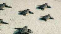 Muğla’nın Fethiye ilçesinde 2 bin caretta yavrusu denizle buluştu. Nesli tükenmekte olduğu için koruma altındaki deniz kaplumbağalarının denize salındığı Fethiye’nin Çalış ve Yanıklar plajlarında, zararlı çevresel etkilerden yavruları korumak için, Avusturya’nın Viyana Üniversitesi’nden gelen gönüllü öğrenciler, Çevre ve Şehircilik Bakanlığı ile […]