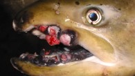 Fish and seafood is often considered healthy and most people feel like seafoods are good for you. However, today, is that really the case? As of June, 2015, the radiation in the Pacific Ocean reached the US West Coast; the […]