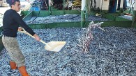Bartın’ın Amasra ilçesi açıklarında avlanan balıkçılar, teknelerini hamsiyle doldurdu. Beklentilerinin üstünde tonlarca hamsi avı gerçekleştiren balıkçılar, hummalı bir çalışmayla hamsileri kasalara yerleştirilip kamyonlara yükledi. Tekne sahiplerinden Ferit Yıldız, gazetecilere yaptığı açıklamada, hamsi bolluğunun yüzlerini güldürdüğünü söyledi. Sinop’tan gelerek Amasra’da ağ […]