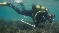 Marmaris Körfezi’nde gerçekleştirilen araştırmada, denizdeki canlıların en önemli oksijen kaynağı olan Poseidon çayırlarının son 30 yılda yaklaşık yüzde 40’ının yok olduğu fark edildi. İstanbul Üniversitesi Deniz Bilimleri ve İşletmeciliği Enstitüsü tarafından, Marmaris Belediyesince körfezdeki Poseidon deniz çayırlarının durumunun tespiti ve […]