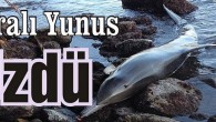 Ağzından kan gelen Yunus’u kurtarma çabaları sonuç vermedi. Yunus’un neden öldüğü araştırılıyor.. Dünyanın en ünlü turizm beldeleri arasında bulunan Bodrum’un Türkbükü mahallesindeki Hekimköy Sitesi’ne ait İncilipınar kumsalında yaralı olarak bulunan Yunus tüm çabalara rağmen kurtarılmadı. Geçen sene de aynı yerde […]