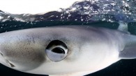 A WILDLIFE photographer took this stunning underwater snap of a shark – when the creature bumped into his camera. Brave Will Clark leaned over the side of a boat off the coast off Penzance, Cornwall, after the captain had dragged […]