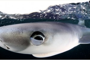 A WILDLIFE photographer took this stunning underwater snap of a