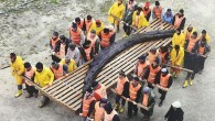 İstanbul Üniversitesi tarafından kurulan Yenikapı’daki laboratuvarda tam 27 batık üzerinde bilim adamları çalışmalarını sürdürüyor. Radikal’in haberine göre, Yenikapı kazılarından çıkan yaklaşık 1500 yıllık batıklar konservasyon için havuzlarda bekletiliyor. İstanbul Büyükşehir Belediyesi’nin finansörlüğünde İstanbul Üniversitesi tarafından kurulan Yenikapı’daki laboratuvarda tam 27 […]