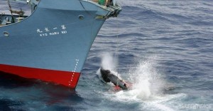 Bilgisayar korsanları, balina avlayan Japon gemilerini protesto etmek için Japonya