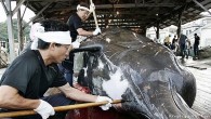 Japonya’nın Tarım, Orman ve Balıkçılık Bakanlığı tarafından yapılan açıklamada Japon gemilerinin Salı gününden itibaren Antarktika’da balina avına çıkacakları duyuruldu. Ticari amaçlı balina avı 1986 yılında alınan bir kararla küresel çapta yasaklandı. Japonya, yapılan balina avını bu kararın istisnai kurallarına dayandırıyor. […]