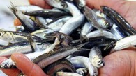 Trabzon Balık Hali’ne çoğu zaman kıyı balıkçıların getirmiş olduğu mezgit, barbunya ve istavrit gibi balıklar yer alırken, 1 ay öncesine kadar günlük 15 binlerde olan hamsi kasası sayısı bugün itibariyle günlük 300’lere kadar düştü. Türkiye’nin en mühim balıkçılık şirketlerinden olan […]