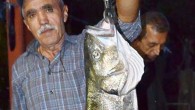 Balıkçı Cemalettin Özdemir, AA muhabirine yaptığı açıklamada, hamsi avlanmak için açıldıklarını Güzelkent köyü açıklarında, ağlarına 1 metre boyunda, 9 kilogramlık levrek takıldığını söyledi. Özdemir, “Daha önce de 11 kilogramlık levrek tutmuştum. Balıktan anlayanlar bilir, levrek gerçekten lezzetli bir balıktır. Vatandaşlar, […]