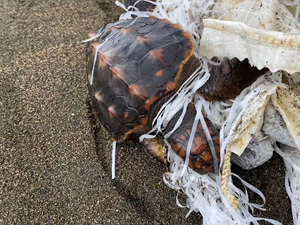 Hatay’ın Samandağ ilçesinde sahilde çuvala dolanmış halde bulunan caretta caretta