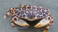 Padre Island National Seashore, Texas ~ The calico box crab is a brightly colored two- to four-inch crab, with red patches on a gray to pale yellow carapace.This coloring enables it to bury itself in sandy areas of shallow waters, […]