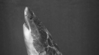 When it comes to photography, timing is arguably everything. Photography is, after all, the act of freezing an instantaneous moment in time. Unlike lighting, composition, or aperture, timing is a photography technique that is not easy to quantify. It is […]