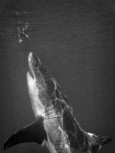 When it comes to photography, timing is arguably everything. Photography