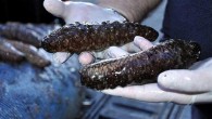 Küçükköy Jandarma Karakol Komutanlığı ekipleri, geçen 25 Ocak’ta devriye görevi yaparken, Küçükköy Mahallesi, Tuzla Mevkisi’ndeki Türkyılmaz Sitesi Sahili’nde, F.B.’yi yasak olmasına rağmen denizden toplandığı belirlenen 8 ayrı çuval içindeki toplam 400 kilogram deniz patlıcanı ile yakaladı. Aynı gün aynı mevkideki […]