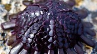 Helmet Urchins, or Shingle Urchins and in Hawaiian are called kaupali which translates to “cliff hanging.” These urchins are found in the harsh inter-tidal zone of the volcanic shores of Hawaii. Source: The Featured Creature