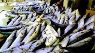 Kar yağışı ve şiddetli rüzgar nedeniyle tezgahlarda deniz balığı çeşidi azaldı. Balıkçı Mert Kanal, olumsuz hava şartları nedeniyle balıkçıların denize açılamadıklarını belirterek, tezgahlarda çiftlik balıkları sattıklarını söyledi. Kanal, “Olumsuz hava şartları nedeniyle gırgır ve trol tekneleri denize açılamıyor. Ancak bazı […]
