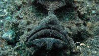 Securing ninth place on the list of the top ten creepiest fish, the stonefish is clearly a master of camouflage. Does he look angry to anyone else? Believed to be the deadliest fish in the world, it is definitely the […]