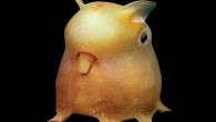 The octopuses of the genus Grimpoteuthis are also known as Dumbo octopuses from the ear-like fins protruding from the top of their head-like bodies, resembling the ears of Walt Disney’s flying elephant. They are bathyal creatures, living at extreme depths […]