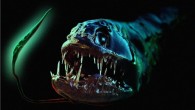 Viperfish The Viperfish (Mesopelagic – found at 80-1600 meters – about a mile down) is one of the most wicked looking sea monsters. Some of them are black as night all over with light organs (called photophores) in strategic places […]