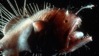 The angry-looking deep sea anglerfish has a right to be cranky. It is quite possibly the ugliest animal on the planet, and it lives in what is easily Earth’s most inhospitable habitat: the lonely, lightless bottom of the sea. There […]