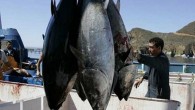 San Diego’daki Scripps Okyanusbilim (Oşinografi) Enstitüsü araştırmacıları tarafından yapılan küresel deniz ürünleri analizinde dünya genelinde okyanuslardaki balıkların çoğunlukla kalıcı organik kirleticiler olarak bilinen endüstriyel ve tarımsal kirleticilerle kirlendiği ortaya konuldu. Çalışma bu kötü sonucun yanında bir de iyi haber verdi: […]