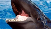 The false killer whale is a cetacean, and the third-largest member of the oceanic dolphin family. It lives in temperate and tropical waters throughout the world.The average size of a male killer false whale is around 17 ft long and […]