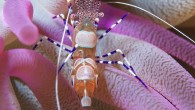 Common to the Caribbean Sea, this spotted cleaner shrimp (Periclimenes yucatanicus), photographed off the island of Bonaire in the Dutch Antilles, spotted cleaner shrimp live in sea anemones. As opposed to many other “cleaning” species, these shrimp do not go […]