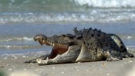 Şimdiye kadarki en büyük deniz timsahı Tunus’un çöllerinde ortaya çıkarıldı. Tarih öncesi dev yırtıcının boyu on metreye, ağırlığı üç tona ulaşıyor. Paleontologlar, Machimosaurus rex ismini verdikleri bu yeni türü geçtiğimiz haftalarda Cretaceous Research adlı bilim dergisinde tanımladılar. Ele geçirilen kalıntıların […]
