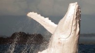 Migaloo, the only known all white humpback whale, was photographed by jenny dean (first, third photos) in the great barrier reef. though often described as albino, migaloo has brown eyes and is more likely leucistic or hypopigmented. last year, a […]
