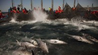 The state of the world’s fish stocks may be in worse shape than official reports indicate, according to new data — a possibility with worrying consequences for both international food security and marine ecosystems. A study published Tuesday in the […]