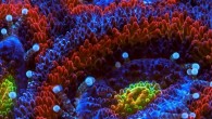 NOAA (Ulusal Okyanus ve Atmosfer Yönetimi)’nın küresel ısınma sebebi ile 2016’da tüm dünyada mercan resiflerinin toplu ölümlerinin gerçekleşebileceğini bildirdi. Tarihte iki kere yaşanmış oaln mercanların beyazlaması olayı bu yıl üçüncü defa gerçekleşebilir. NOAA (Ulusal Okyanus ve Atmosfer Yönetimi)’nın tahminlerine göre […]