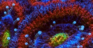 NOAA (Ulusal Okyanus ve Atmosfer Yönetimi)’nın küresel ısınma sebebi ile
