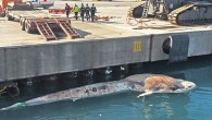 Hatay’ın İskenderun ilçesinde 8 Ocak’ta limandan yayılan ağır kokunun araştırılması sonucu kıyıda bulunan ölü balina üzerinde uzmanların incelemesi tamamlandı. İstanbul’dan balina için İskenderun’a giden Türk Deniz Araştırmaları (TÜDAV) Başkan Yardımcısı D. Arda Tonay, Sahil Güvenlik Komutanlığı’nın yardımıyla bir kamyona yüklenen […]