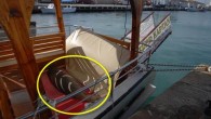 Aydın’ın Kuşadası İlçesi’nde limanda ilişkili tekneye çıkan sevimli fok, sürpriz yaptı . Natürel hayat meydanına döndürülmek istenen fakat bu işe gönüllü meydana gelmediği görülen sevimli fok, uzunca devam eden uğraşlar neticesi denize bırakıldı. Kuşadası’ndaki Setur Marina’da demirli bir seyahat teknesinin […]
