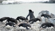 Guardian gazetesinin haberine göre, Commonwealth Körfezi’nde Denison burnundaki penguen kolonisi, büyük bir su kütlesinin yakınlarında yaşıyordu. Ancak 2010’da 2900 kilometre kare büyüklüğündeki bir buz dağı yerinden koparak, körfezde sıkıştı ve penguenlerin denize çıkışını kapattı. Penguenler, beslenme alanları denize ulaşabilmek için […]