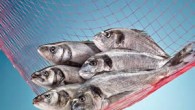 14-16 Şubat 2016 arasında düzenlenen Fish International 2016 Fuarı’na katılan STG, Avrupalıların temizlenmiş, ısıl işlem görmüş, tüketime hazır halde balık talep ettiklerini açıkladı. Su Ürünleri Tanıtım Grubu (STG), Avrupa’da tanıtım çalışmalarına devam ediyor. Almanya’nın Bremen şehrinde 14-16 Şubat 2016 arasında […]