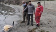 Tekirdağ’da yaklaşık 2.5 metre uzunluğundaki yunus ölüsü kıyıya vurdu. Görevliler kıyıya vuran yunusu gömmek üzere kaldırdı. Süleymanpaşa İlçesine bağlı Barbaros Mahallesi Topağaç mevkide sabah köpeğini dolaştırmak için kumsala inen Emrah Kıldıran, bir kısmı suyun içinde olan yunus gördü. Deniz suyunun […]
