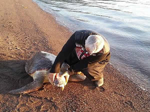 Hisarönü Körfezi’nde akşamüstü saatlerinde kıyıya vurmuş caretta caretta deniz kaplumbağası