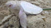Gönüllülerin Alby adını verdiği yavru Queensland’in Sunshine Sahili’ndeki bir yuvada yumurtadan çıkan 122 yeşil deniz kaplumbağası yavrusundan biri. Coolum ve North Shore sahil doğa koruma gönüllüleri Pazar günü yuvayı bulup gözlemlemeye başlamışlardı. Gönüllülerden Linda Warneminde, “Çok canlı ve hareketliydi. Hemen […]