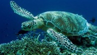 Caretta caretta’ları koruma çabaları sonuç vermeye başladı. Dünyada iri başlı deniz kaplumbağalarının sayısı artıyor. Akdeniz’den gelen haberler daha da güzel. Dünya Doğayı Koruma Birliği (IUCN) Deniz Kaplumbağaları Uzmanlar Grubu, iri başlı deniz kaplumbağası (Caretta caretta) için küresel ölçekte yaptığı değerlendirme […]