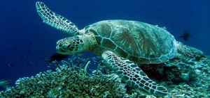 Caretta caretta’ları koruma çabaları sonuç vermeye başladı. Dünyada iri başlı