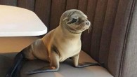 ABD’nin Kaliforniya eyaletindeki San Diego kentinde bulunan Marine Room adlı restorana gizlice giren yavru denizaslanı, açıkta yiyecek bir şey bulamayınca masalardan birinin yanında uyuyakaldı. Restoranın Fransız baş aşçısı Bernard Guillas, “Yavru denizaslanını restoranın en iyi masası olan 65 numaralı masanın […]