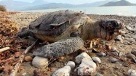 Muğla’nın Fethiye İlçesi’nde sahile, nesli tükenme tehlikesiyle karşı karşıya olan deniz kaplumbağası caretta caretta ölüsü vurdu. Kaplumbağanın, başına sert bir cisimle vurulması sonucu öldüğü belirtildi. Fethiye Yanıklar Mahallesi’ndeki plajda gezintiye çıkan Murat-Lana Salttürk çifti, denize 3 metre mesafede ters dönmüş […]