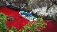 Japonya’nın Taiji isimli kötü şöhretli koyu, bu sene de binlerce kılavuz balinanın ve yunusların katliamına sahne oldu. ‘Zengin avcılar’ tarafından acımasızca katledilen bu akıllı ve sosyal hayvanların kanı Taiji Koyu’nun sularını kan kırmızısına dönüştürdü. Bu hayvanların aralarında en sevimli olanları […]