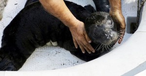 Akdeniz sahilleri ve Batı Afrika’nın bir tek sahilinde yaşayan Akdeniz