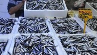 Türkiye’den 2015-2016 av sezonunda yapılan hamsi ihracatı, önceki sezona göre miktar bazında yüzde 16,4 artarak 1 milyon 499 bin 967 tona çıktı.Bu dönemde ihracat geliri de önceki döneme göre yüzde 14,3 arttı ve 5,7 milyon dolar oldu. Doğu Karadeniz İhracatçılar […]