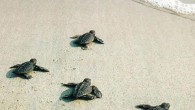 Caretta caretta’ları koruma çabaları sonuç vermeye başladı. Dünyada iri başlı deniz kaplumbağalarının sayısı artıyor. Akdeniz’den gelen haberler daha da güzel. Dünya Doğayı Koruma Birliği (IUCN) Deniz Kaplumbağaları Uzmanlar Grubu, iri başlı deniz kaplumbağası (Caretta caretta) için küresel ölçekte yaptığı değerlendirme […]