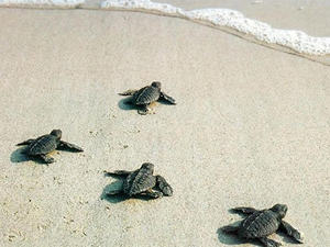 Caretta caretta’ları koruma çabaları sonuç vermeye başladı. Dünyada iri başlı